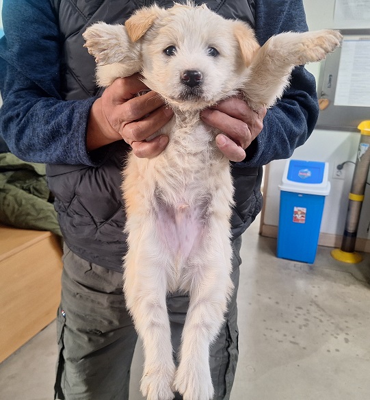 보호중 믹스견의 가…